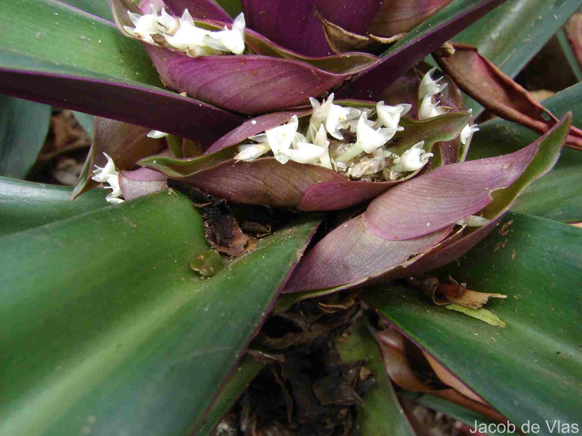 Tradescantia spathacea Sw.